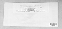 Uromyces fallens image